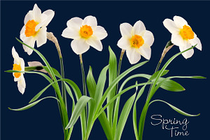 Daffodil Realistic ClipArt Specimens