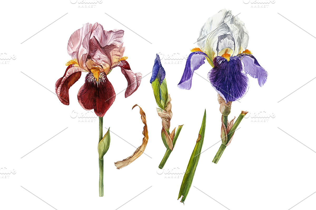 Irises set, a Decorative Illustration by Watercolor life (Photo 2 of 6)