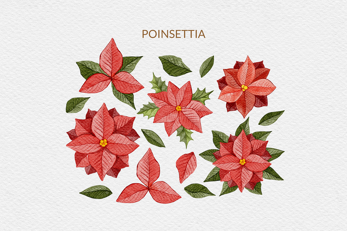 Christmas Florals, Poinsettia, an Object Graphic by ilonitta (Photo 9 of 18)