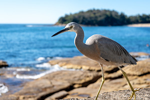White-faced heron walking along Manly Beach coastline in Sydney,