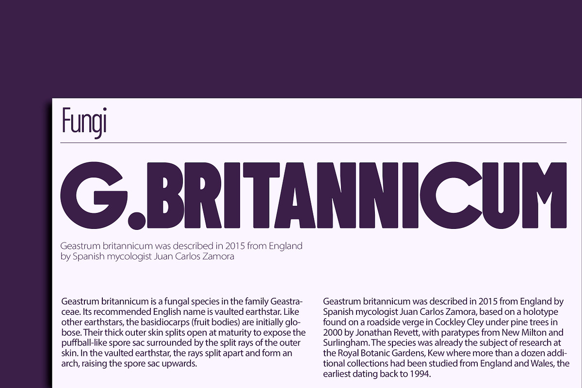 ZT Floogn, a Sans Serif Font by zelow type (Photo 12 of 15)