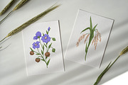 Cereal plants set + backgrounds, a Food Illustration by Good Studio (Thumbnail 6 of 6)