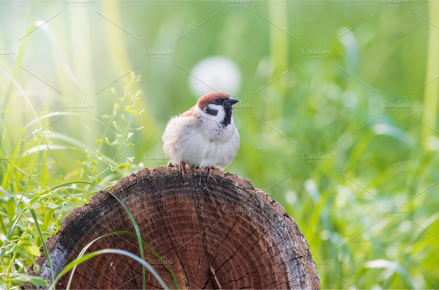 sparrow sitting on a stump, an Animal Photo by Pakosta
