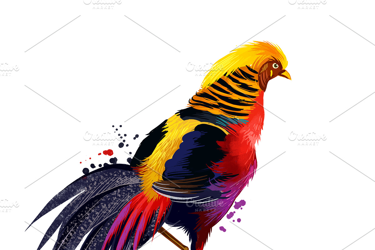 Tropical Birds SET, Exotic Species, an Animal Illustration by Dneprstock (Photo 5 of 10)