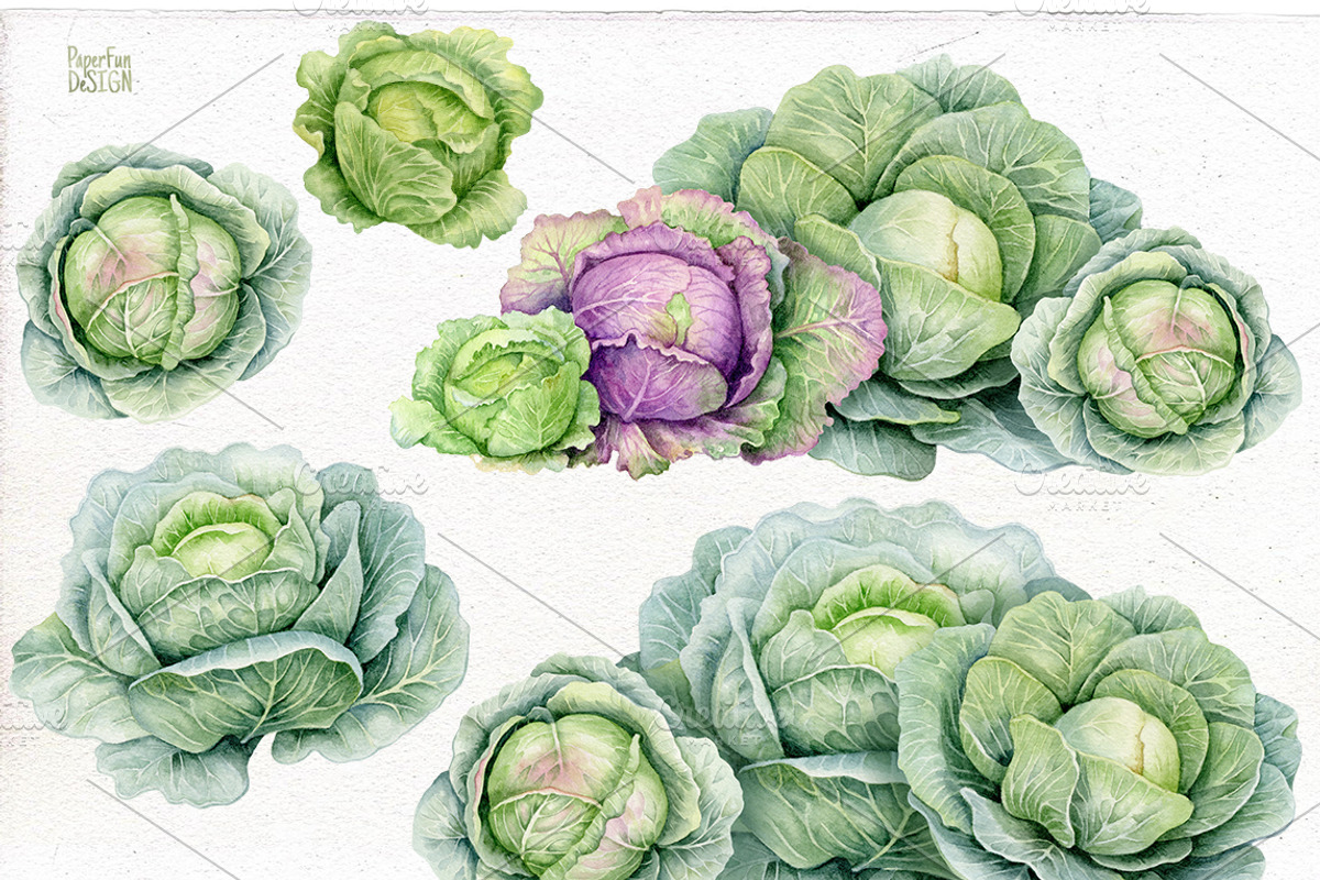 Cabbage. Watercolor clipart PNG., an Illustration by Mary (Photo 2 of 2)