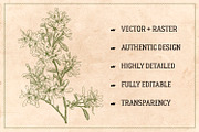 100 Vintage Leaves & Branches 2, an Illustration by Brigantine Designs (Thumbnail 2 of 8)