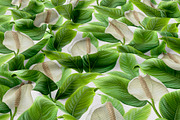 Anthurium flowers, a Pattern Graphic by Sundra (Thumbnail 8 of 15)