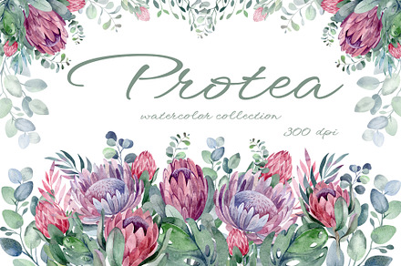 PROTEA watercolor flowers clipart