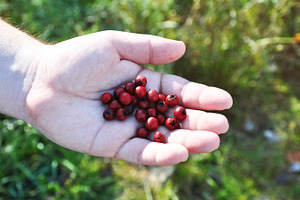 Handful of fruit