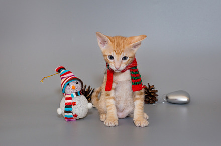 Small  oriental kitten in a red scarf