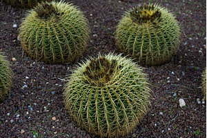 Golden barrel cacti growing in, a Nature Photo by volodymyrshtun13795