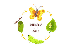 Butterfly Life Cycle. Insect