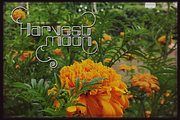 Broad font, a Font by greatypes studio (Thumbnail 4 of 6)