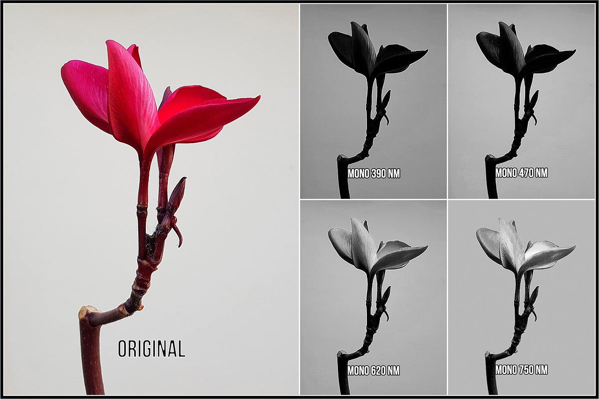 Spectrum Black & White profiles LUTs, a Plug-in Add-On by Raztrend (Photo 6 of 31)