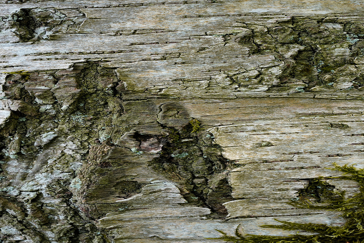 30 Tree Trunk Texture Photos, a Texture Graphic by Bilgep_design (Photo 7 of 16)
