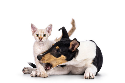 Cat and dog on white background, an Animal Photo by Cat'chy Images by Nynke