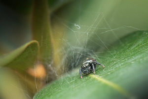 Ant-eater Jumping Spider