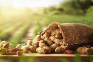 Sack full of peanuts on wooden table with background harvest, a Food & Drink Photo by Davizro's Market