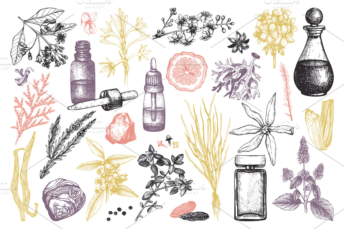 Aromatic Plants & Flowers Vector Set, a Healthcare Illustration by Yevheniia (Photo 3 of 9)