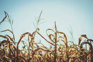 Dried corn stock photo containing dried and drought