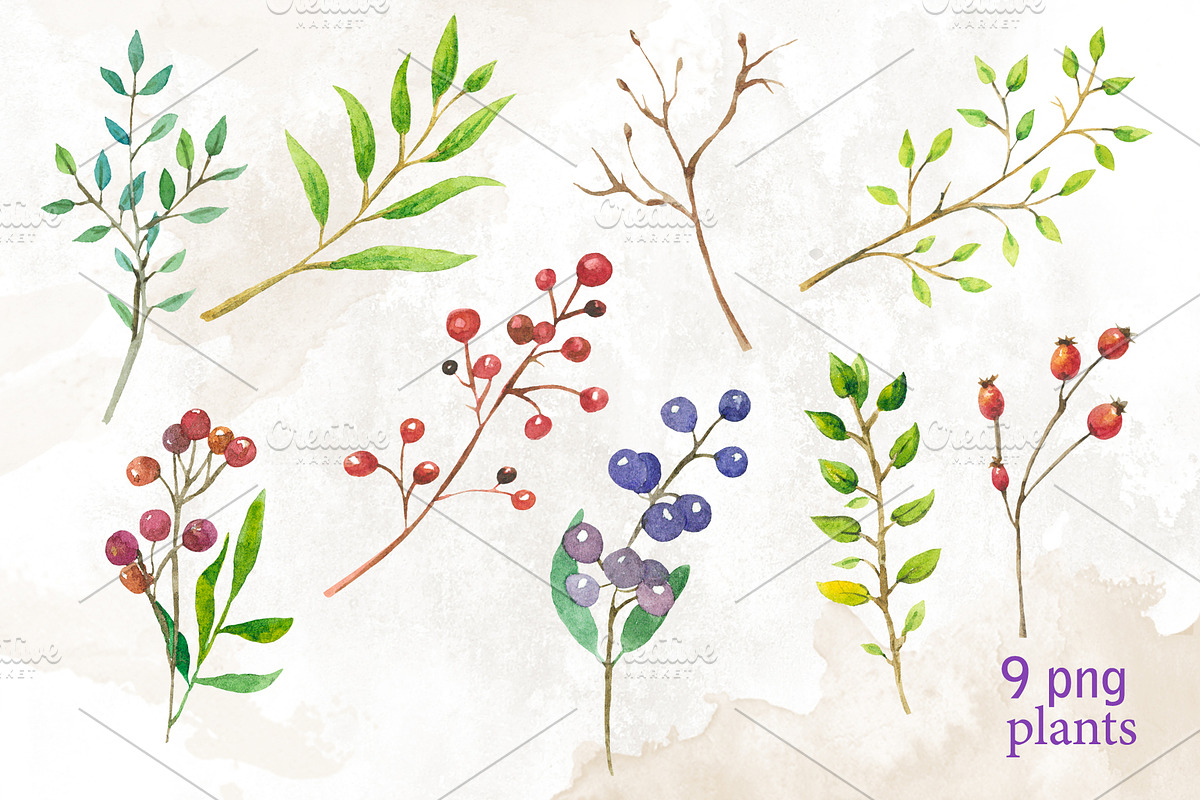 Cameras & plants. Watercolor set, an Illustration by Nastilustra (Photo 4 of 8)