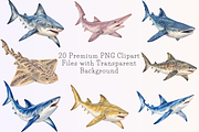 Watercolor Shark Clipart PNG Bundle, an Animal Illustration by Ink Gallery (Thumbnail 5 of 7)