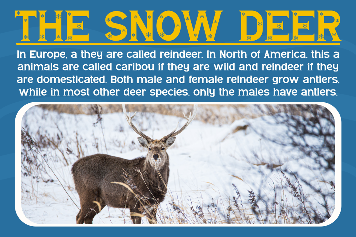 Subwinter Holiday Font, a Serif Font by MaikoHatta (Photo 5 of 7)