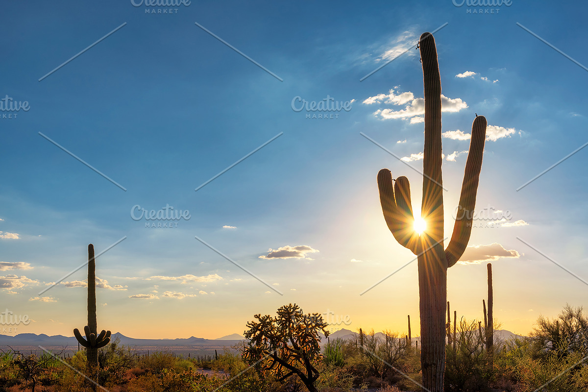 Saguaro cactus at sunset in desert containing sunset, saguaro, and cactus, a Nature Photo by Lucky Photographer (Photo 1 of 2)