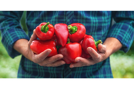A man farmer holds a crop of peppers, a Food & Drink Photo by yanadjana