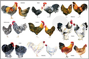 Watercolor Chicken Breeds Clipart, an Animal Illustration by FineArt (Thumbnail 5 of 11)