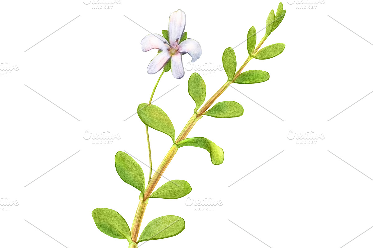 Bacopa Botanical Illustration Set, an Illustration by Anna Repp Illustration (Photo 7 of 7)