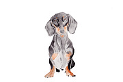 Dachshund Illustration Bundle, an Illustration by Foxery Digital (Thumbnail 3 of 7)