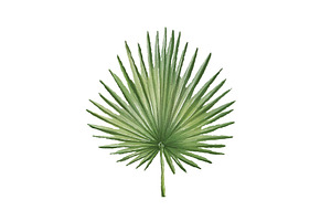 Palm Leave Illustration watercolor, an Illustration by Built by Britt