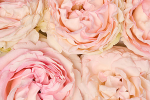 Texture of soft pink roses, full frame, a Nature Photo by ndanko