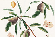 Vintage Almond Patterns & Elements, a Pattern Graphic by Olga Begak Art & Design (Thumbnail 2 of 8)
