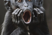236 surprised animals, an Animal Photo by Handmadefont (Thumbnail 106 of 241)