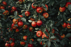 Ripe red apples hanging on branches, a Nature Photo by AlyaAnd