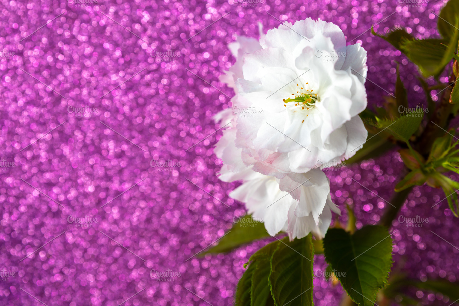 Delicate white cherry blossom with green leaves set against a sp, a Nature Photo by Ales Munt