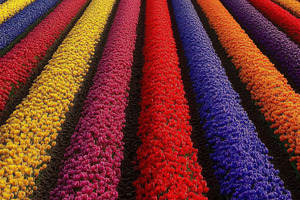 Spring tulip fields vibrant, a Photo by Beautiful things