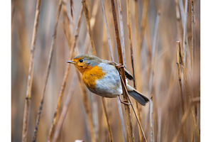 European Robin Erithacus Rubecula on