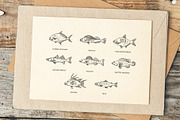 Set of vector outline fish icons, an Animal Illustration by Tettygreen (Thumbnail 3 of 3)