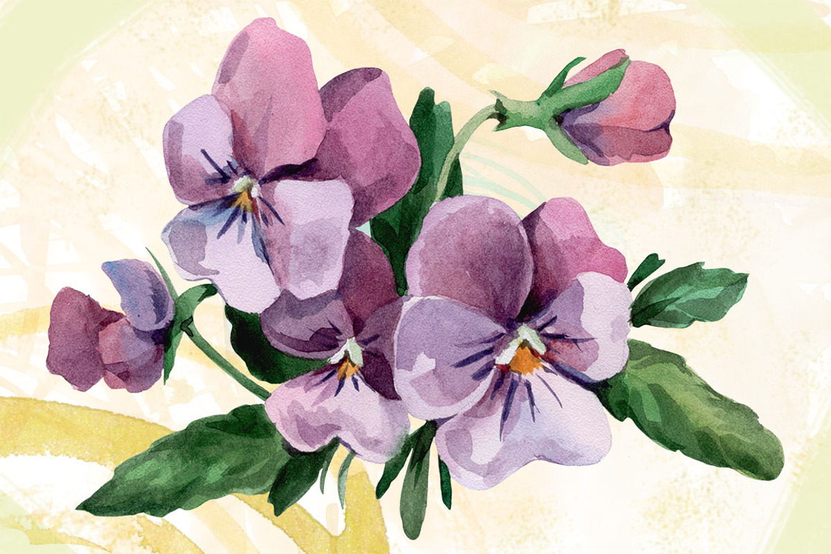Watercolor flowers set (Pansy), an Illustration by My art shop (Photo 2 of 5)