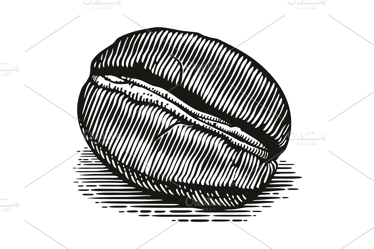 Vintage coffee bean engraving vector, a Food Illustration by Ledokolua