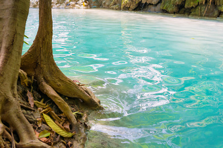 Tree roots in water of flowing stream, a Nature Photo by Vapi