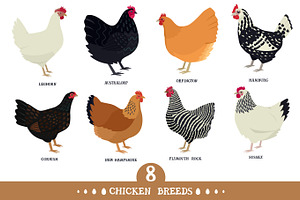 Chicken Breeds