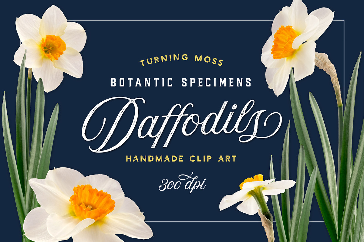 Daffodil Realistic ClipArt Specimens, an Object Graphic by Turning Moss (Photo 1 of 9)