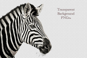 Portrait of a Zebra, an Animal Photo by VetalStock