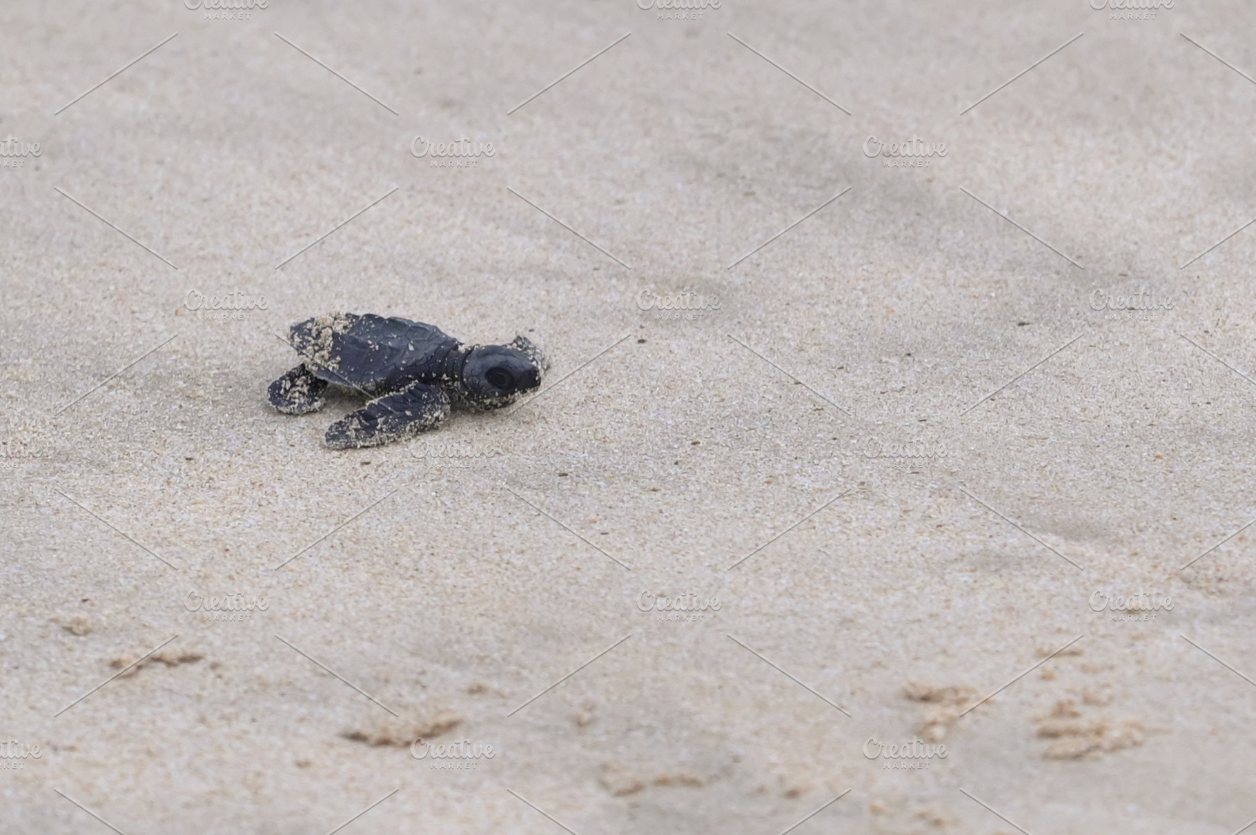 Release of baby turtles Olive Ridley, an Animal Photo by Riza Azhari