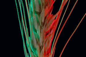 Close-up of a single wheat ear illuminated with vibrant red and, a Food & Drink Photo by Ales Munt