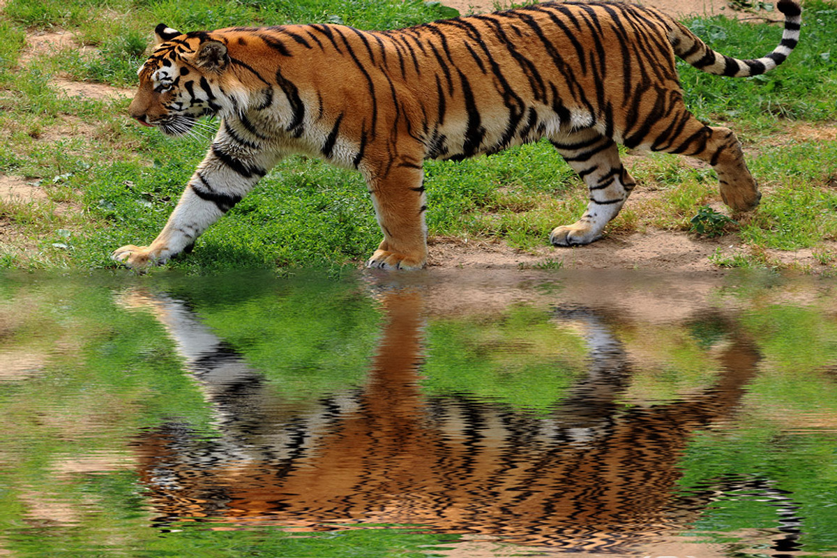 Water Reflection Photoshop Action, an Action Add-On by designvillage (Photo 5 of 5)